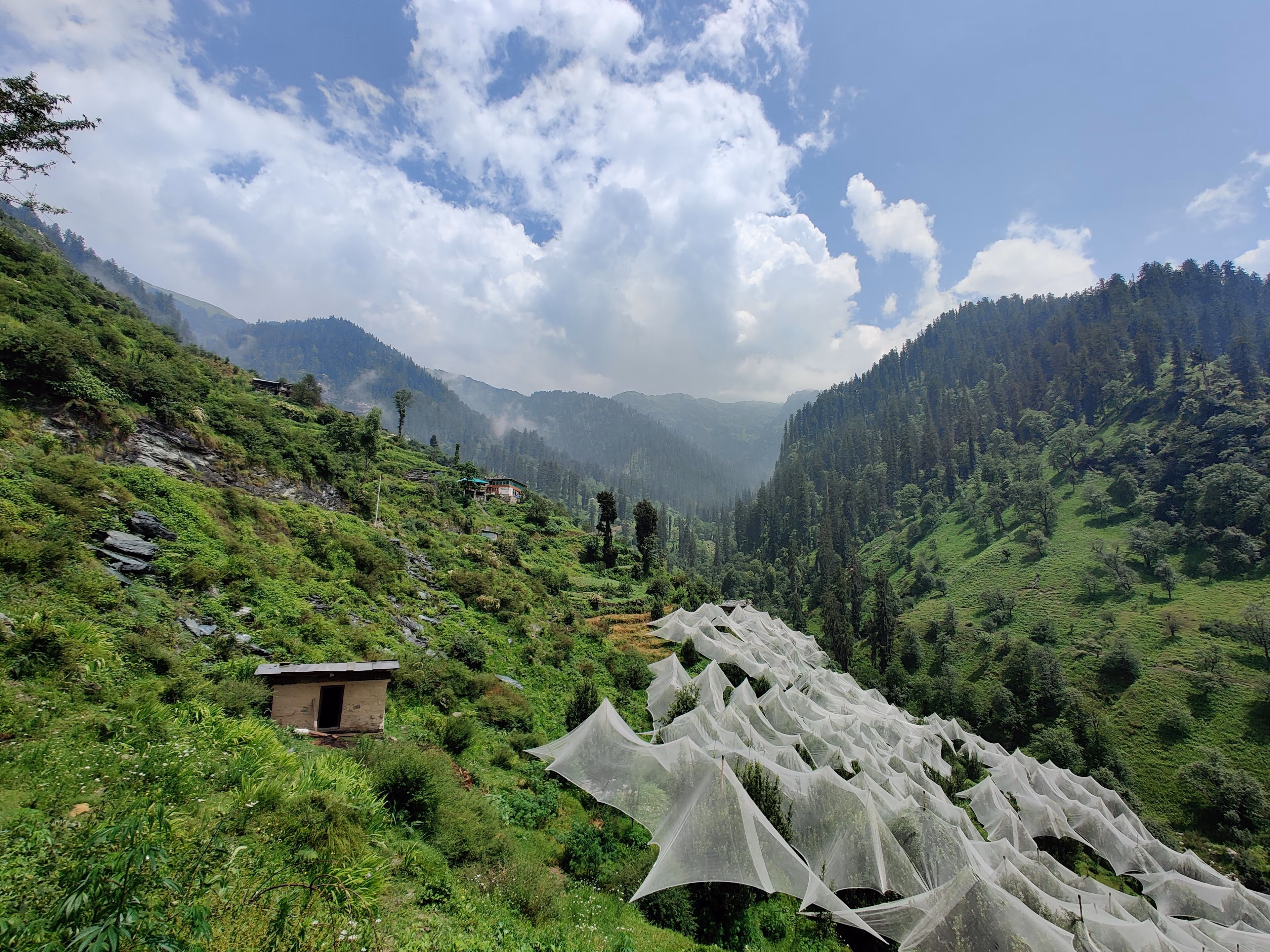 Trekking Trail through Pine Forests in Jibhi