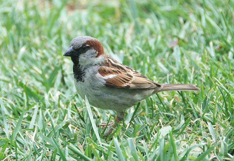 Birdlife around Agarthalu water body near Bangalore