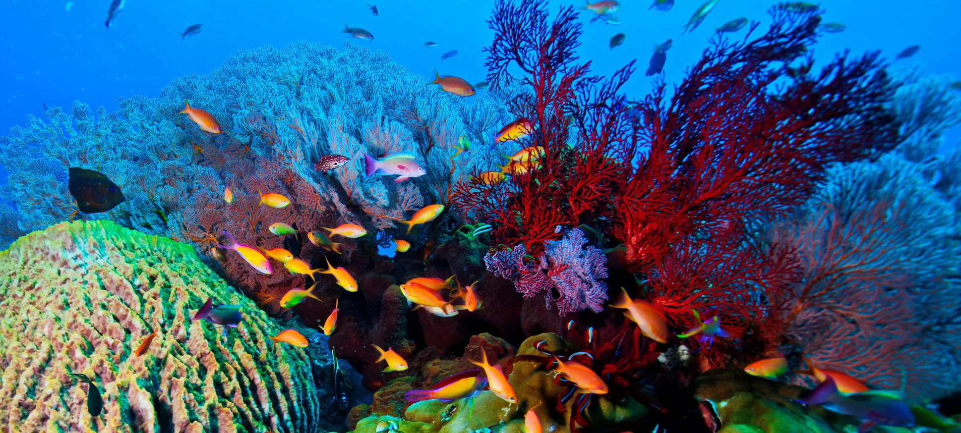 Snorkeler exploring coral reef in Amed Bali