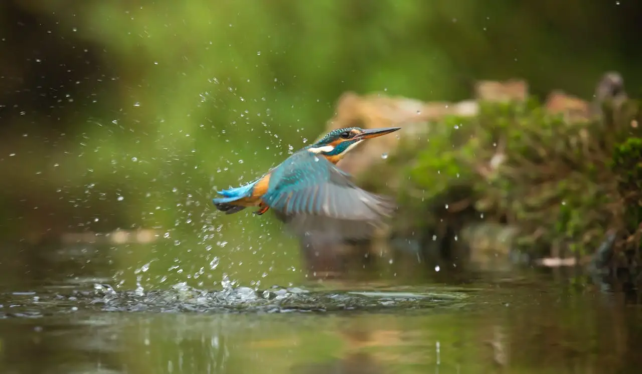 Wildlife at Asola Bhatti Wildlife Sanctuary