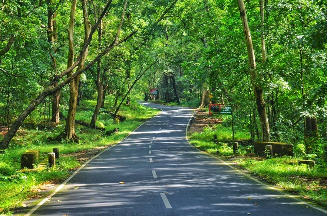 Lush forest surrounding Athirappilly Waterfalls area