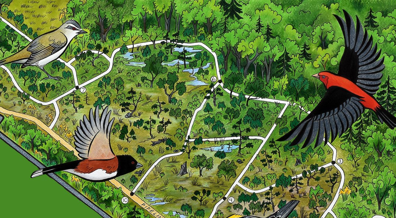 Birdwatching trail through sanctuary reeds and woodland edge