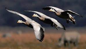 Migratory birds gathered in a protected wetland sanctuary