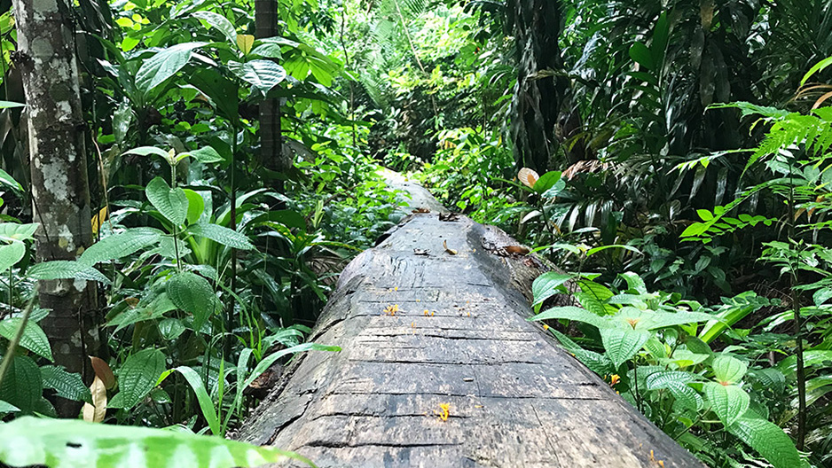 Bukit Timah Nature Reserve Singapore: Trail Routes, Wildlife & Entry Info