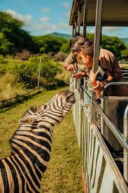 Safari truck with zebras at Casela