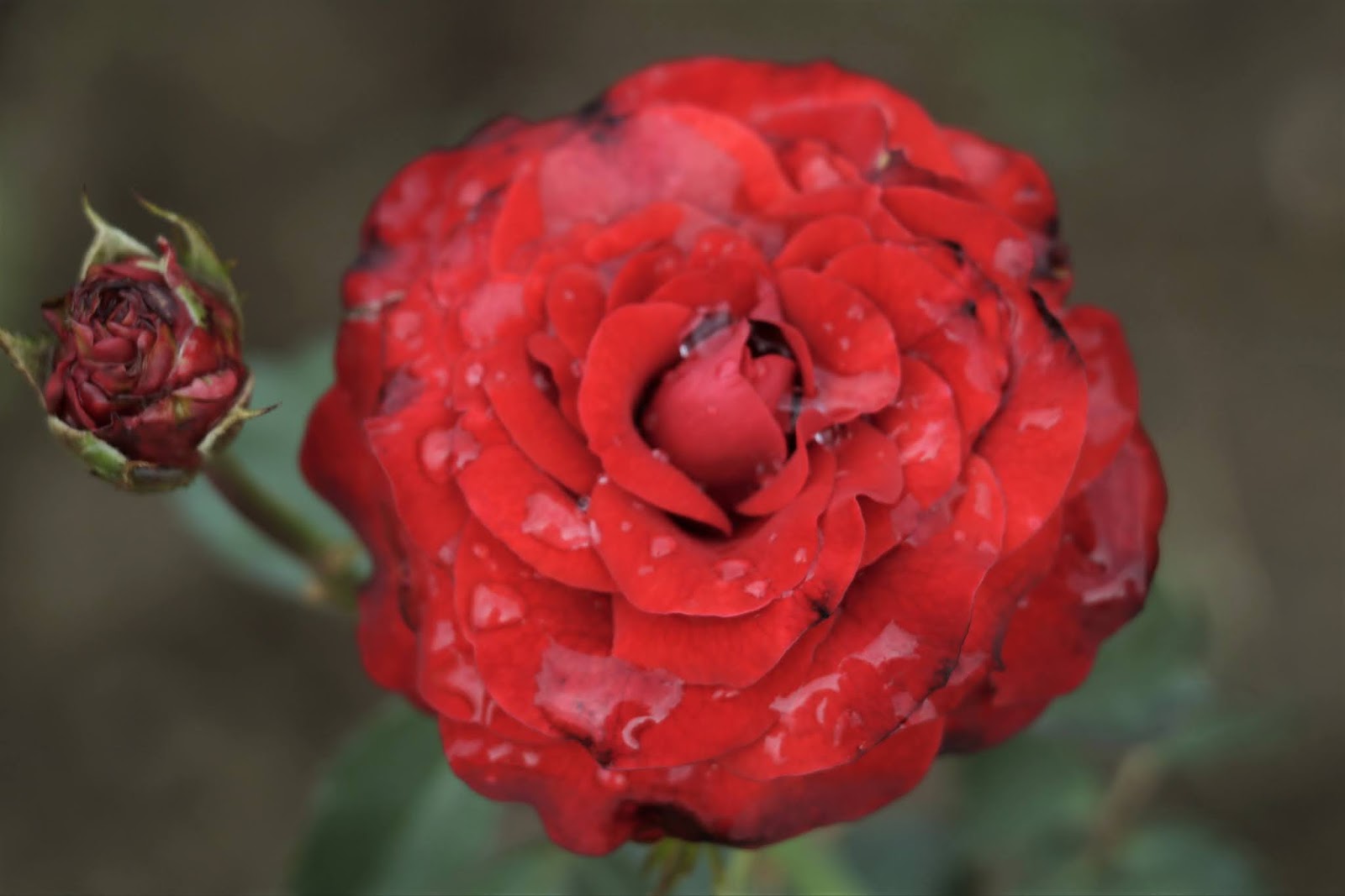 Close-up photography of roses at Chandigarh Rose Garden