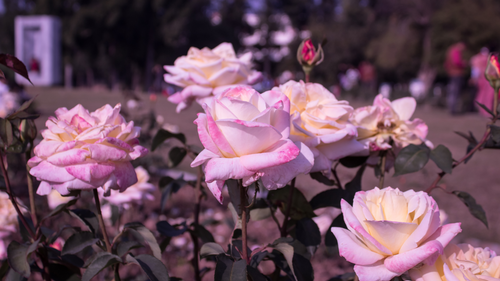 Different varieties of roses at Chandigarh Rose Garden