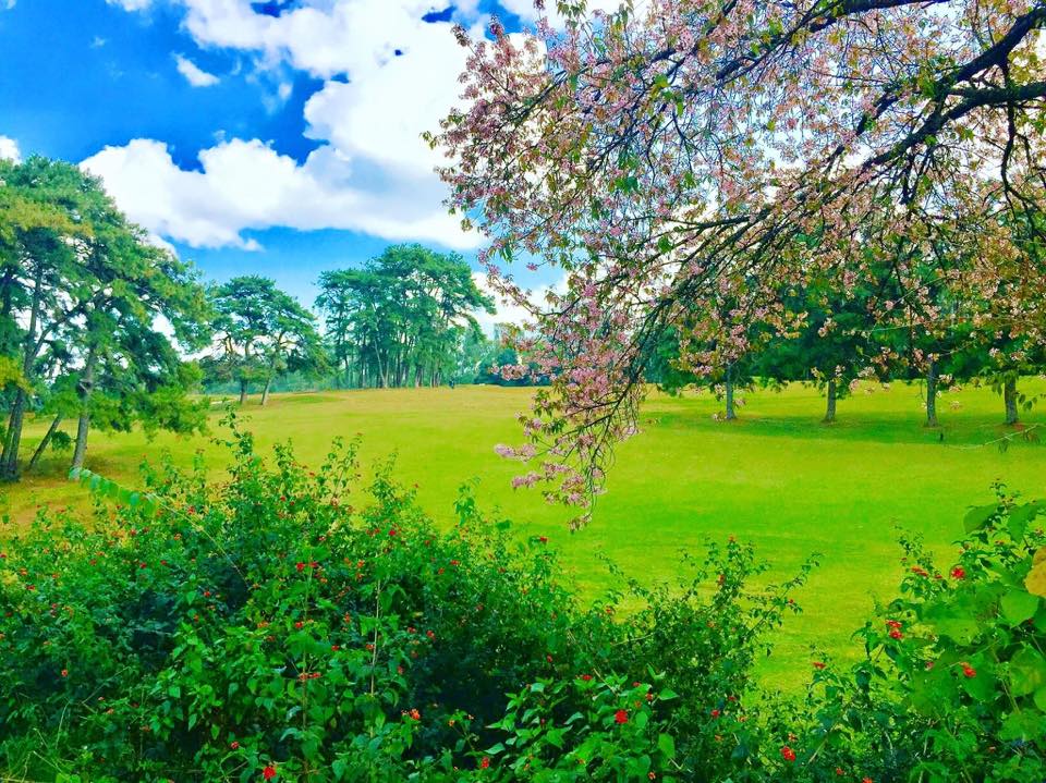 Pink cherry blossoms at Shillong Golf Course