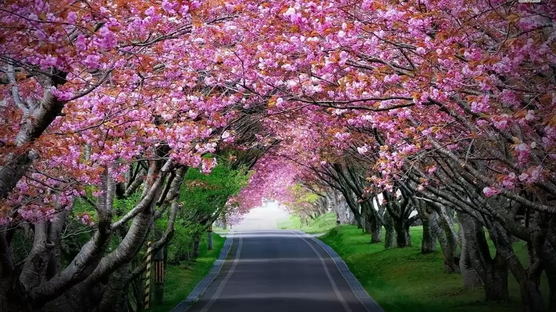 Pink cherry blossom lined street in Shillong
