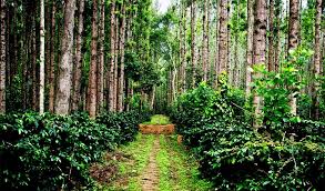 Coffee plantation experience in Chikmagalur