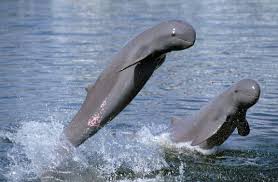 Chilika Lake Irrawaddy Dolphins - Playful dolphins in their natural habitat
