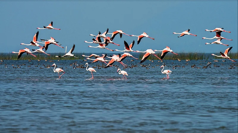 Chilika Lake Migratory Birds - Flamingos and other winter visitors