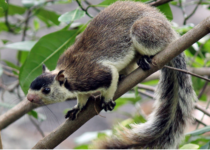 Grizzled giant squirrel at Chinnar Wildlife Sanctuary