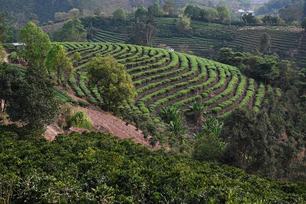 Coffee plantations on terraced highland slopes in Bali