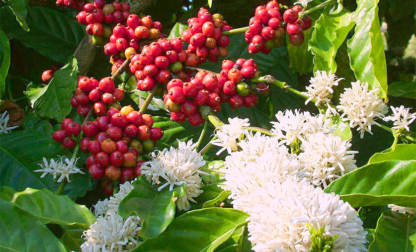 White coffee blossoms during spring season