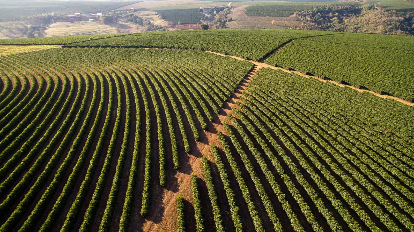Lush green coffee plantations in Chikmagalur