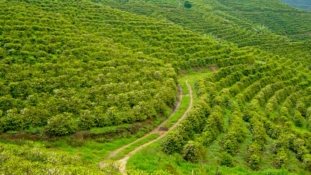 Walking path through coffee plantation