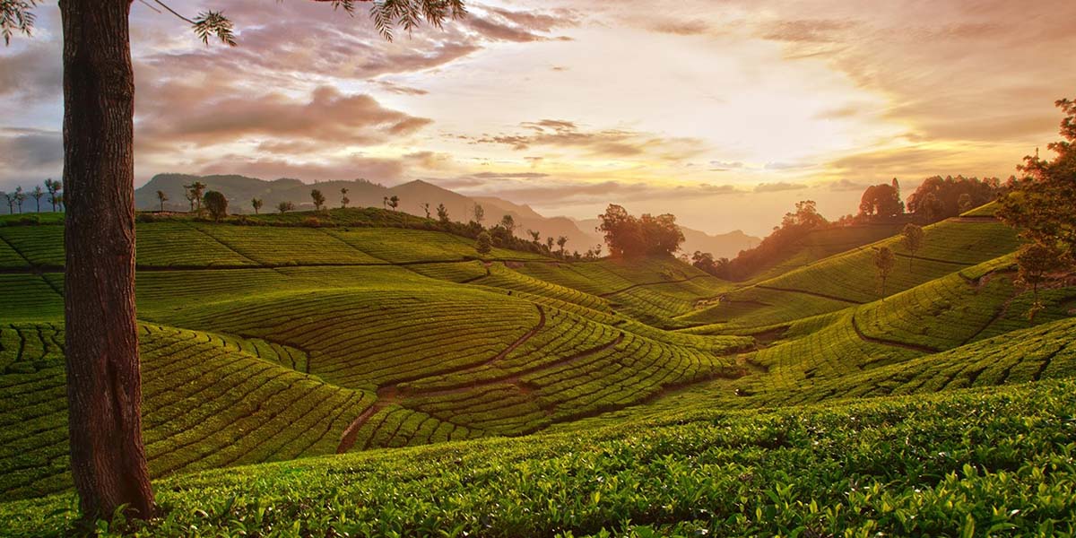 Sunset over coffee plantations