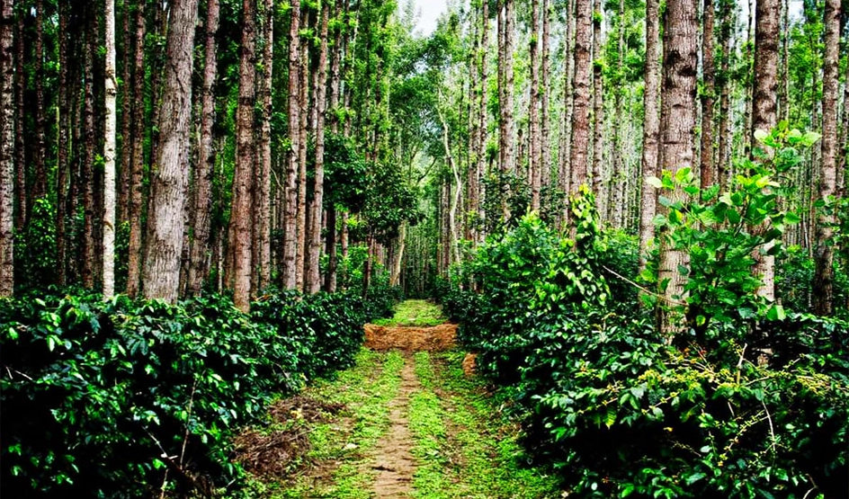 Shade-grown coffee plants under silver oak trees