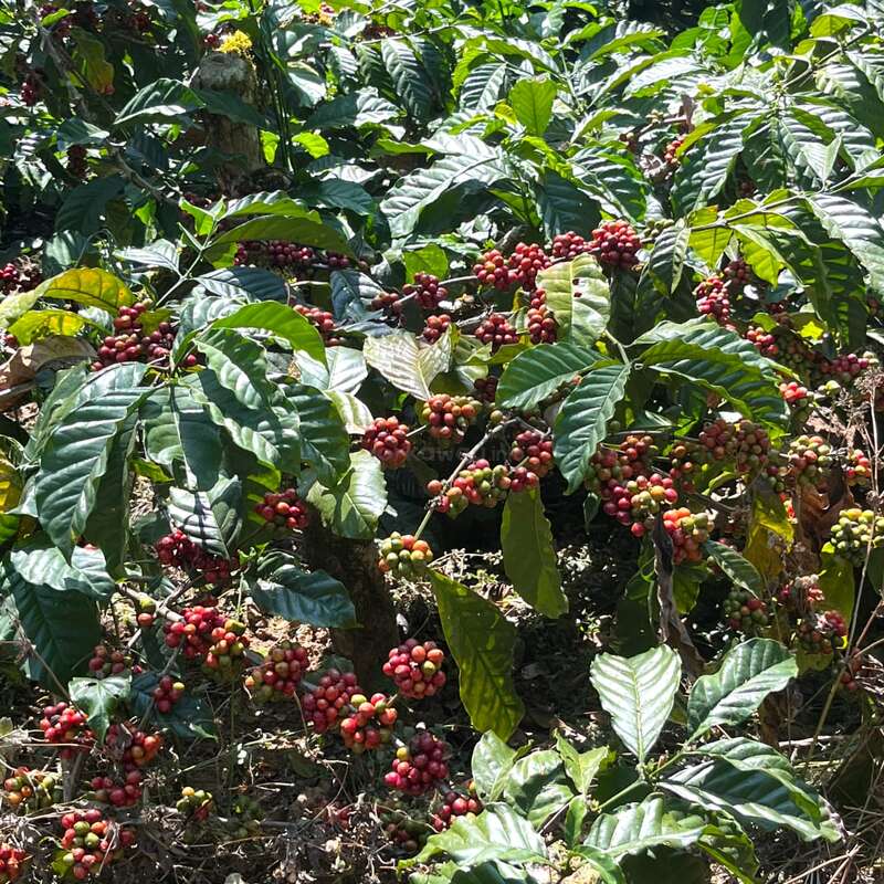 Coffee cherry harvest process in Coorg plantation