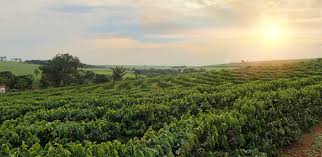 Coffee plantation estate landscape in Coorg