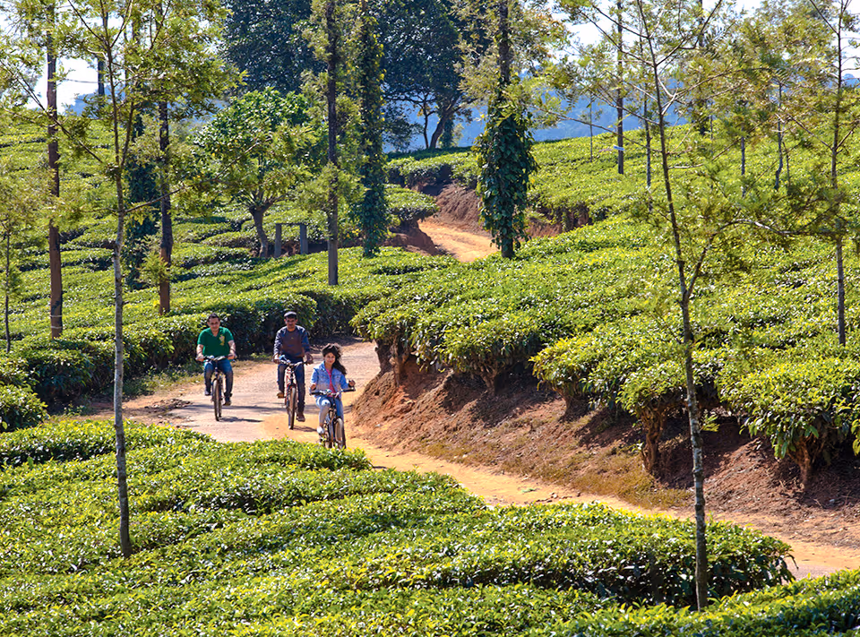 Estate walking trail through coffee plantations in Coorg