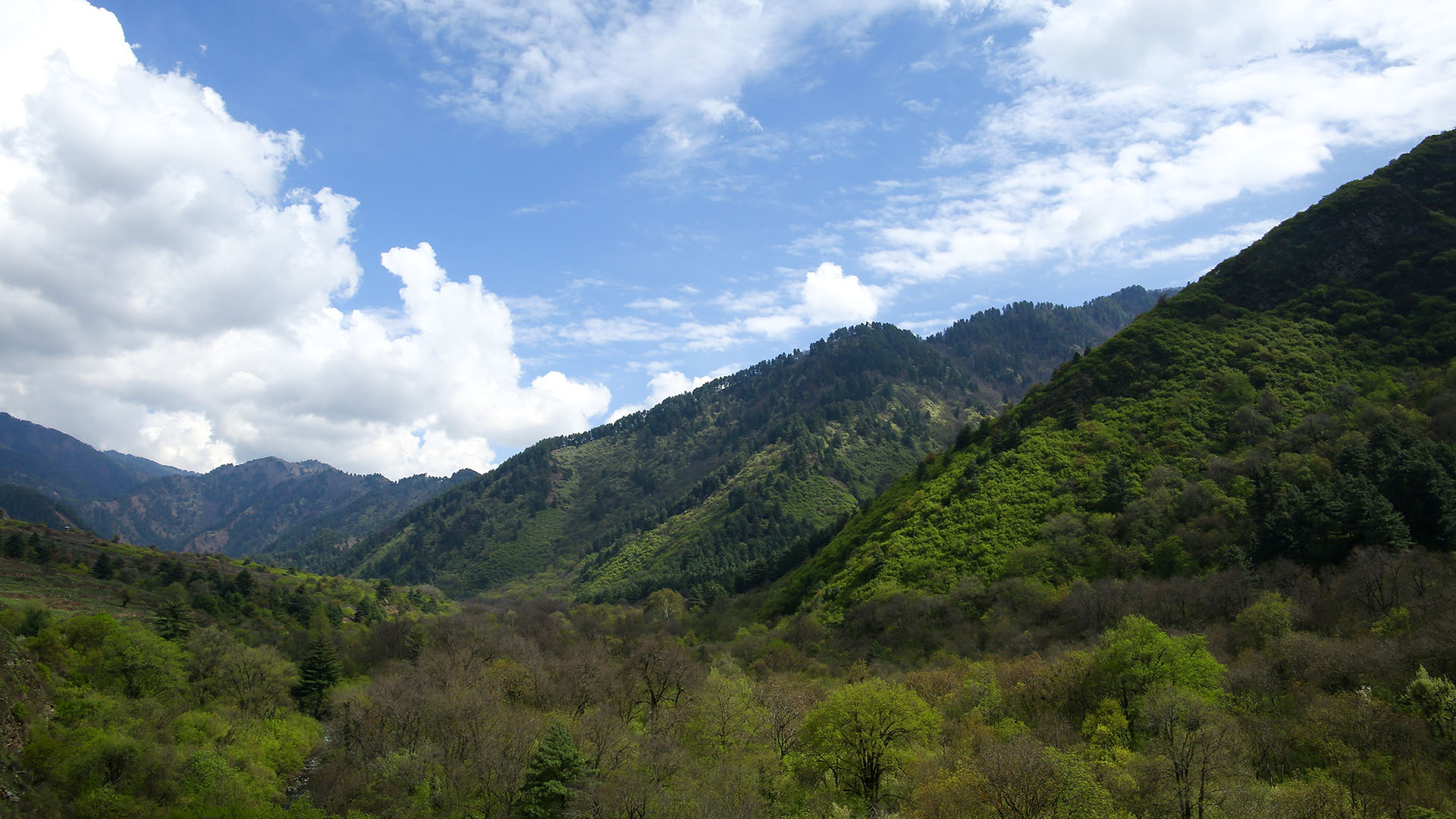 Kashmir Hangul stag at Dachigam National Park