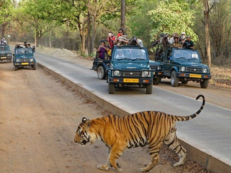 Jeep safari through Dachigam National Park
