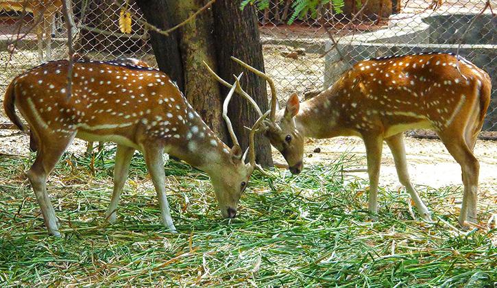 Deer enclosure and greenery at Deer Park Delhi