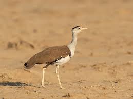 Birdwatching opportunity in Desert National Park Jaisalmer