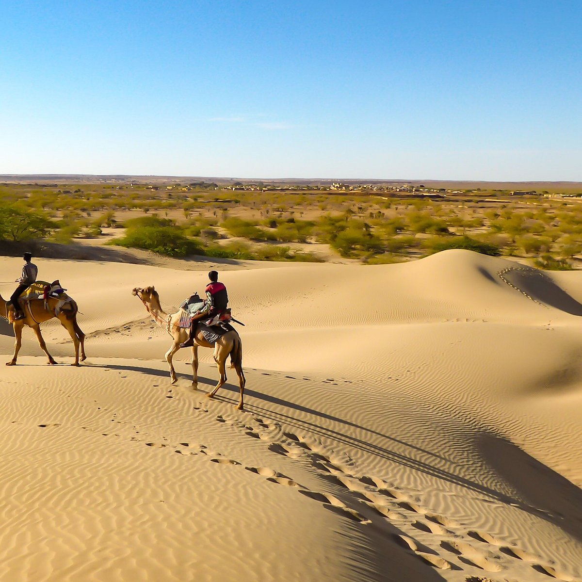Thar ecosystem terrain inside Desert National Park