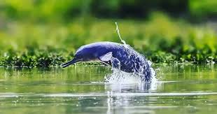 Gangetic dolphin in Brahmaputra River