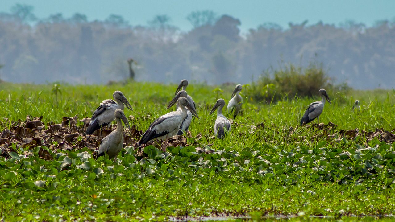 Dibru-Saikhowa National Park: Feral Horses & Wetlands Guide 2026