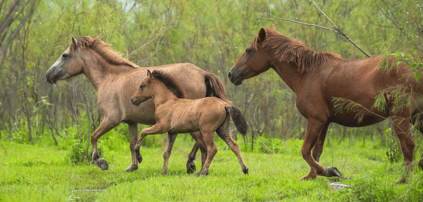 Feral horses in Dibru-Saikhowa grasslands