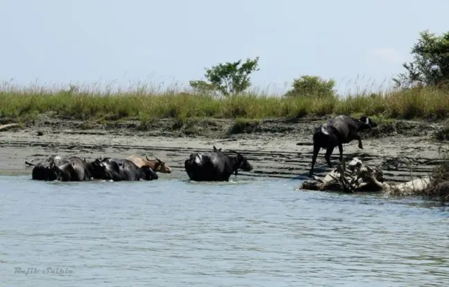 River boat safari in Dibru-Saikhowa