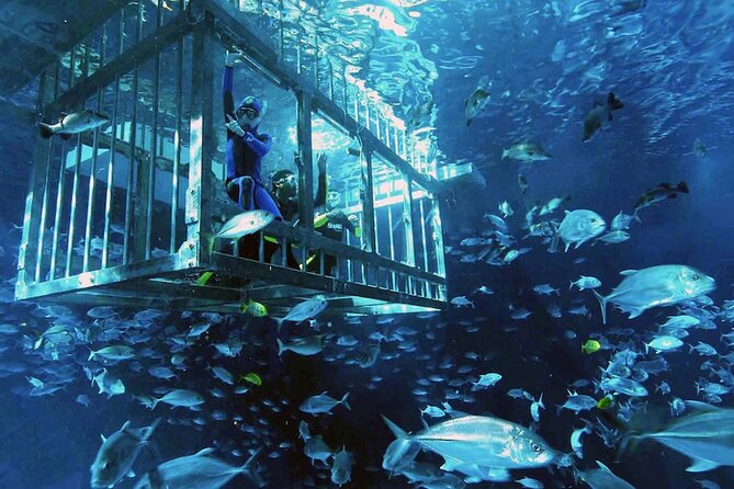 Experiences and activities at Dubai Aquarium