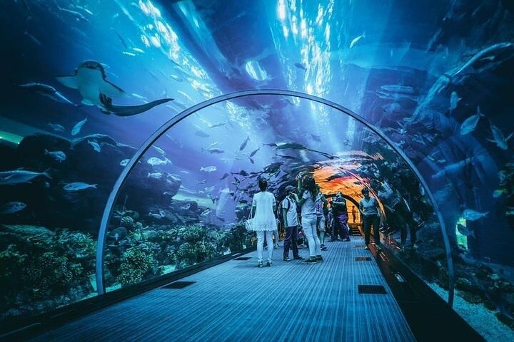 Dubai Aquarium ticket prices and packages