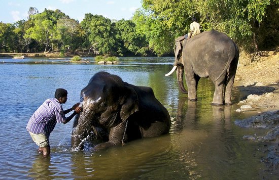 Managed elephant interaction area at Dubare Camp