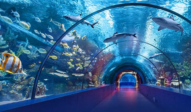Marine species display at Dwarka aquarium tunnel