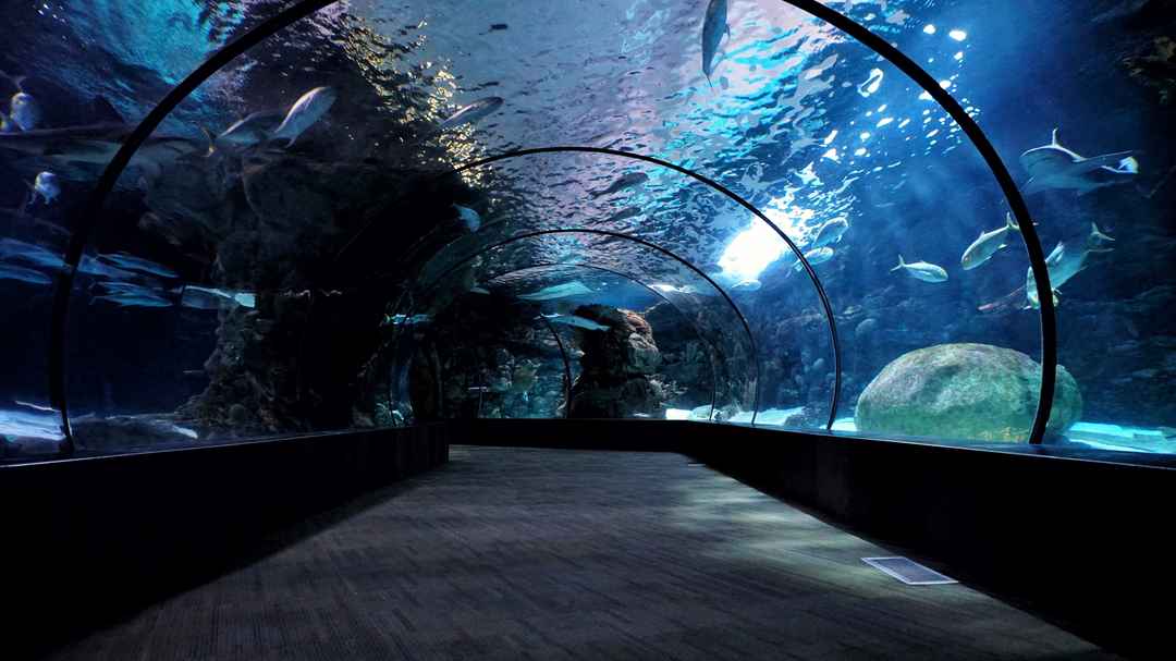 Walkthrough experience inside Dwarka fish tunnel