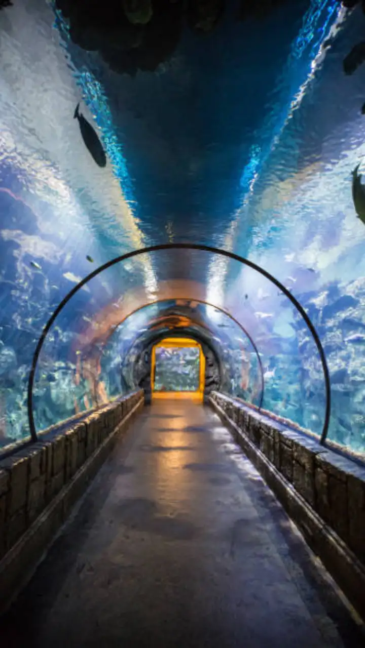 Inside Dwarka Underwater Fish Tunnel with marine life