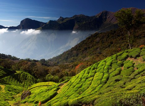 Anamudi Peak visible from Eravikulam National Park