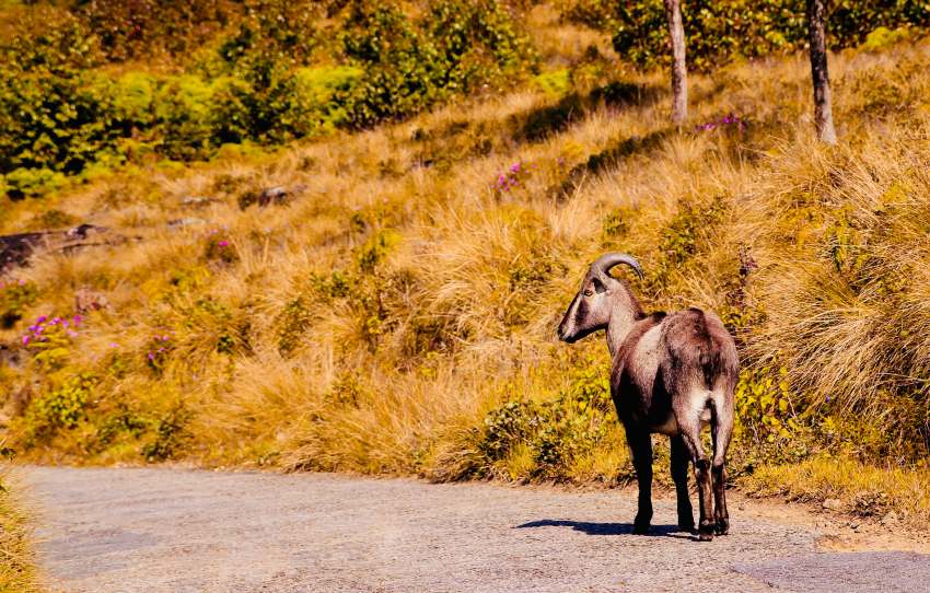 Eravikulam National Park landscape with Nilgiri Tahr