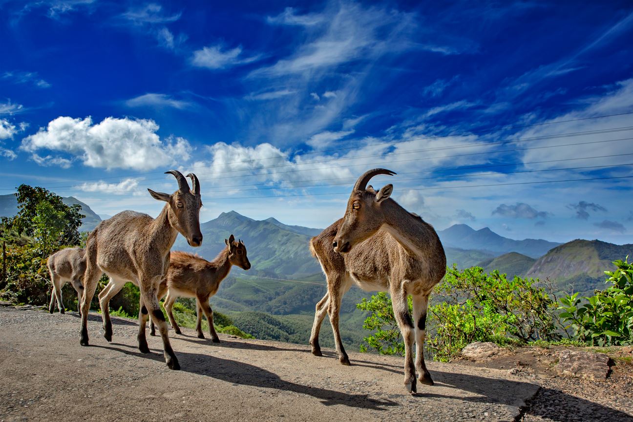 Nilgiri Tahr herd at Eravikulam National Park