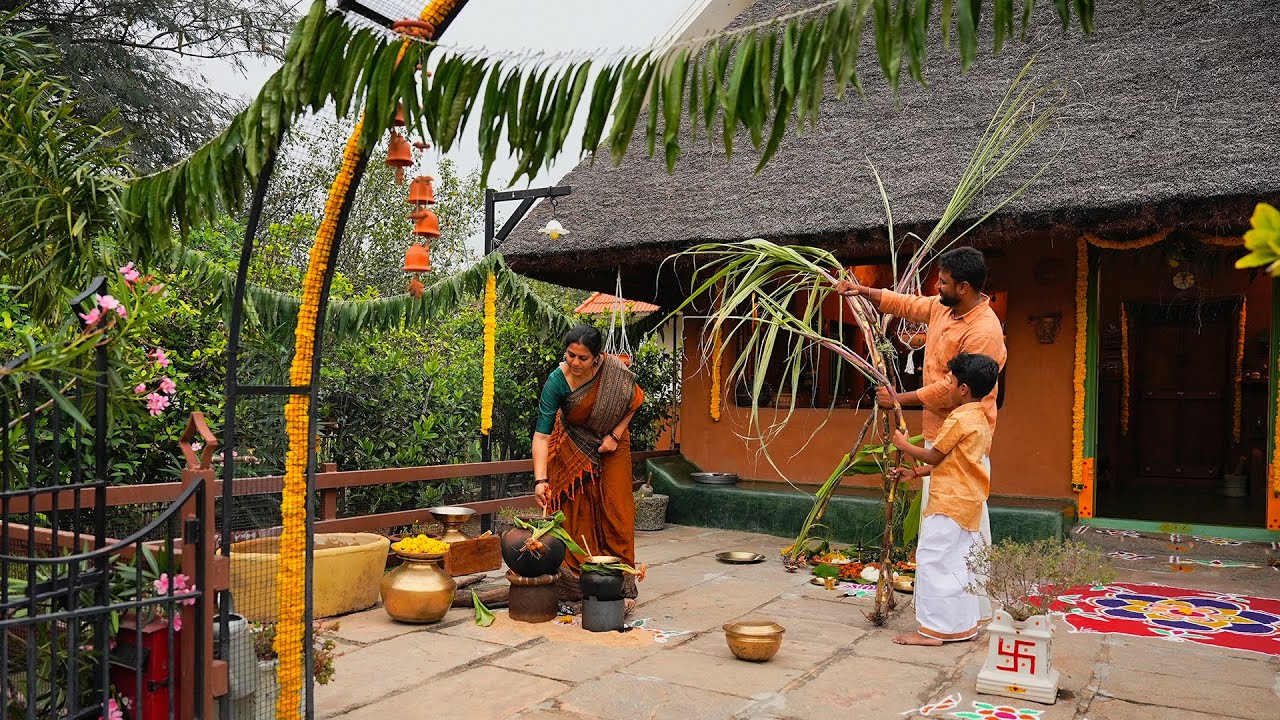 Pongal harvest festival celebration