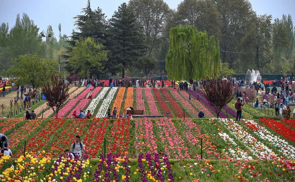 Tulip Festival bloom in Srinagar