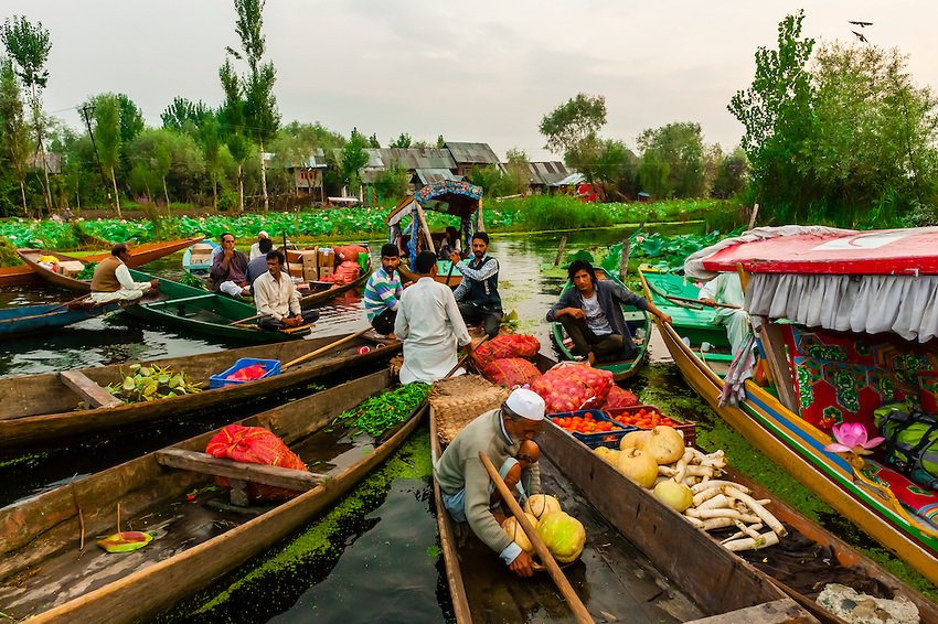 Fresh vegetables growing in floating gardens Dal Lake