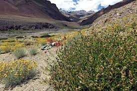 Alpine flora and shrubs in Ladakh valley ecosystem