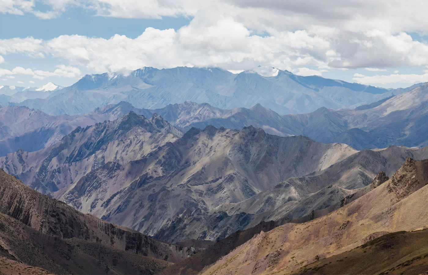 Close view of hardy alpine plants adapted to Ladakh climate