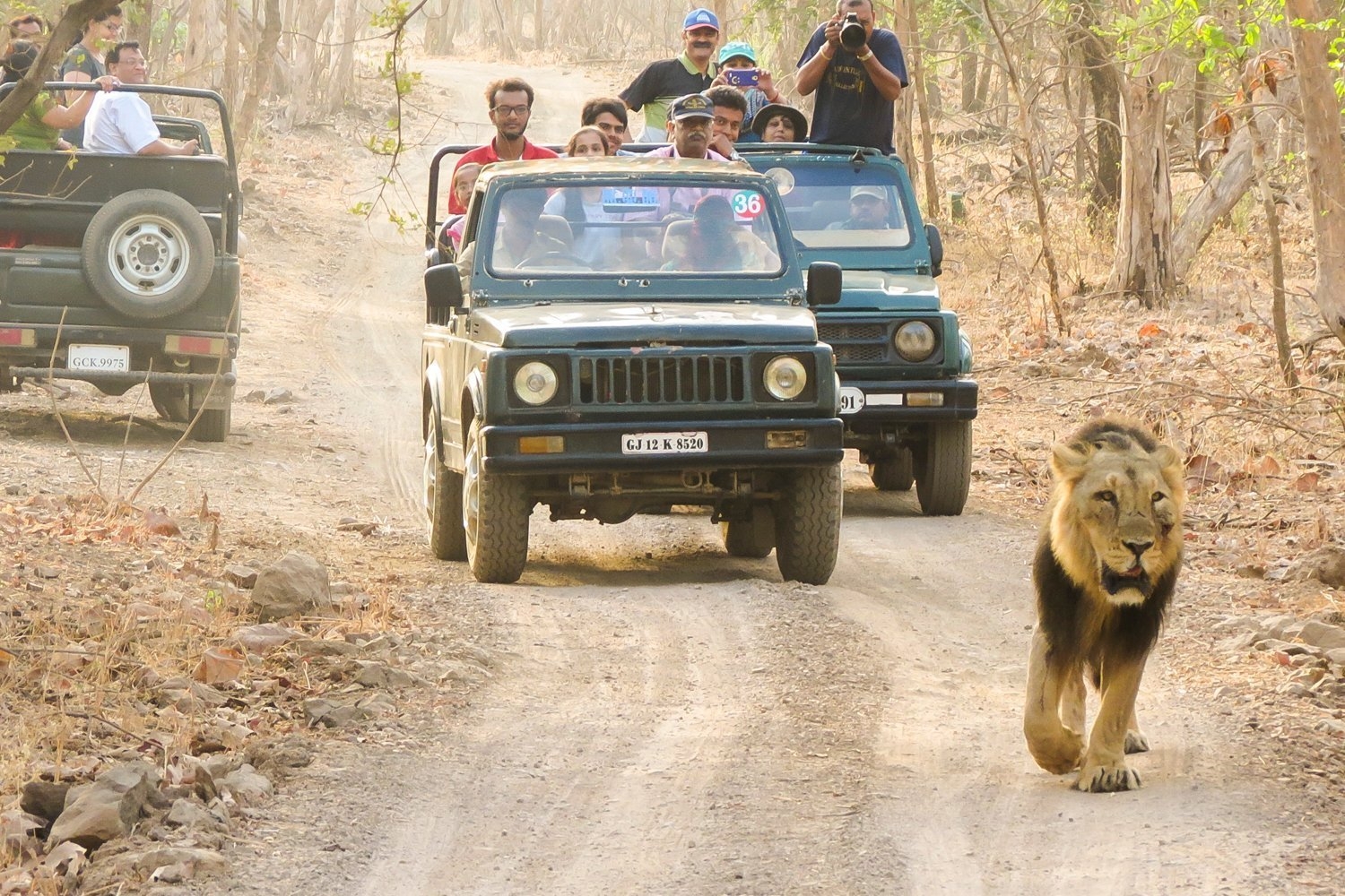 Open jeep safari in Gir